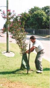 Spring - Straightening tree